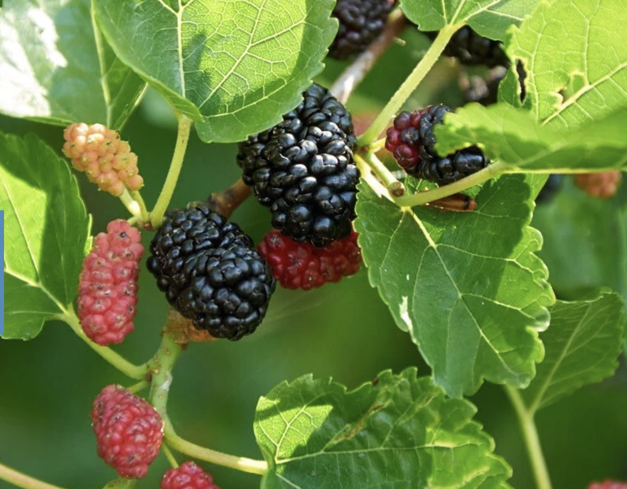 Dwarf Everbearing Mulberry Tree with ripe and unripened berries.